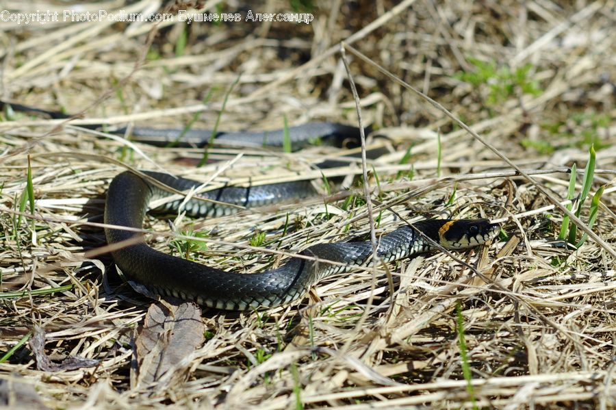 King Snake, Reptile, Snake