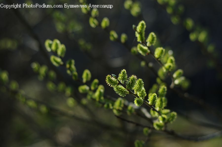 Conifer, Fir, Plant, Tree, Fern, Vine, Pine