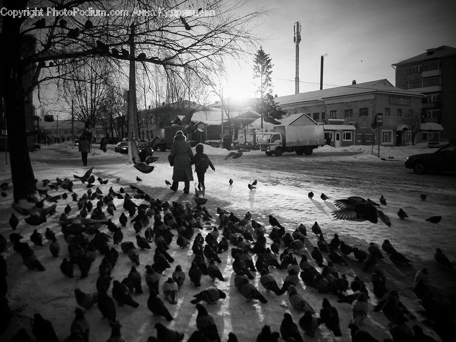 People, Person, Human, Bird, Pigeon, Crowd, Ice