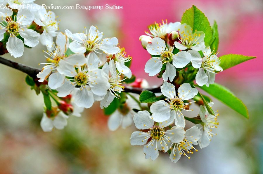 Blossom, Flora, Flower, Plant, Cherry Blossom, Geranium, Lily
