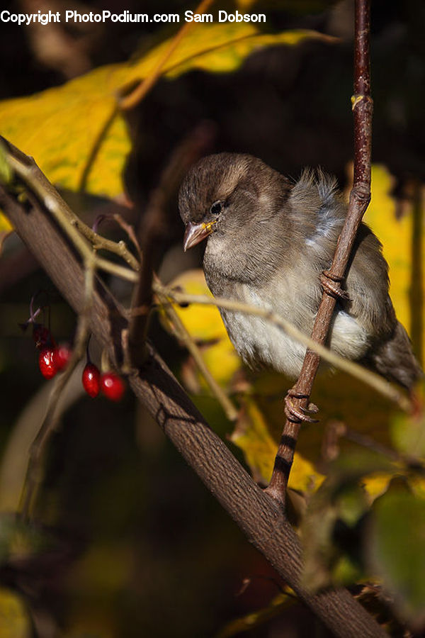 Bird, Finch, Anisoptera, Dragonfly, Blackbird, Beak, Blue Jay