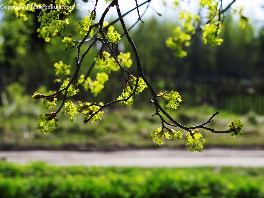 Conifer, Fir, Plant, Tree, Blossom, Flora, Flower