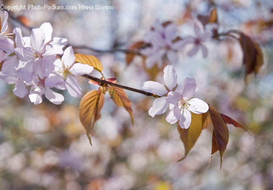 Blossom, Cherry Blossom, Flower, Flora, Plant, Anther, Petal