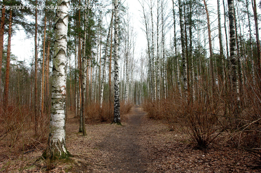 Birch, Tree, Wood, Forest, Grove, Land, Vegetation