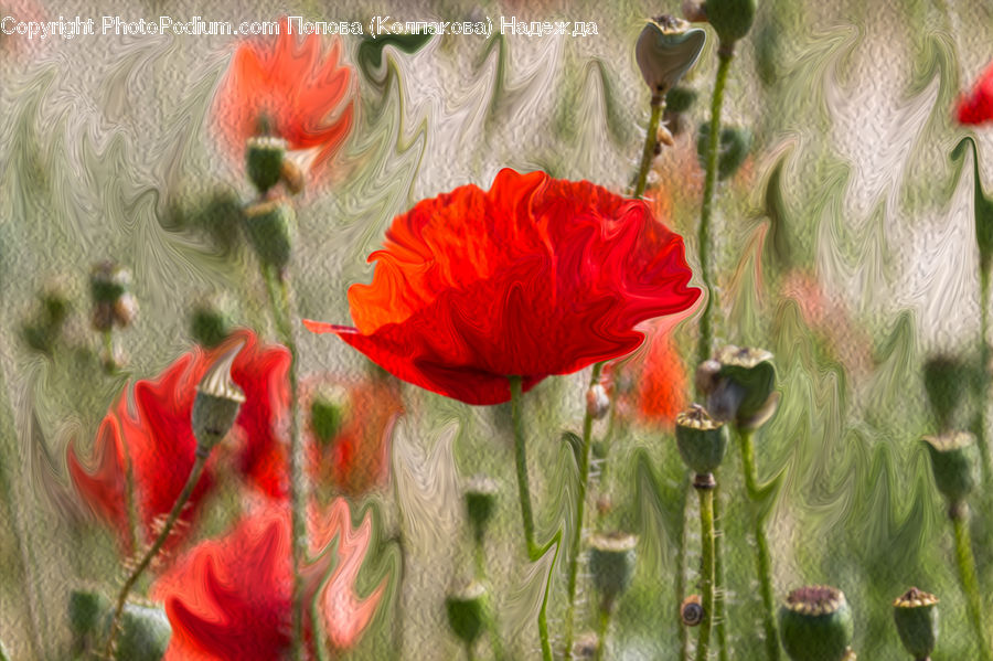 Blossom, Flora, Flower, Plant, Poppy, Cactus, Geranium