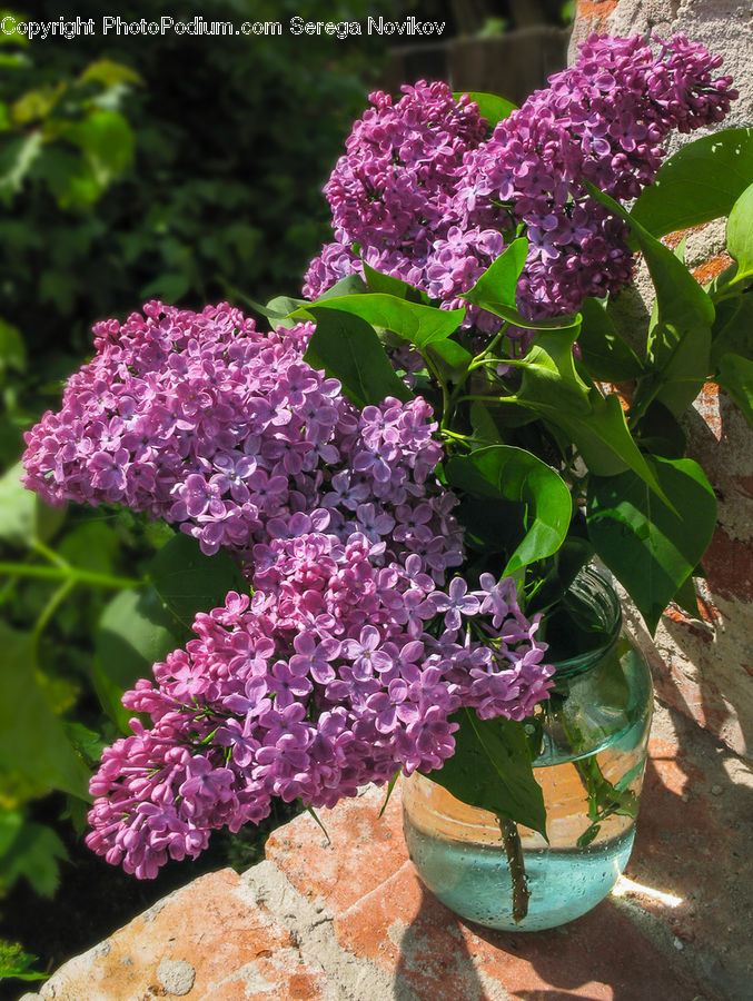 Blossom, Flower, Lilac, Plant, Flora, Geranium, Bush