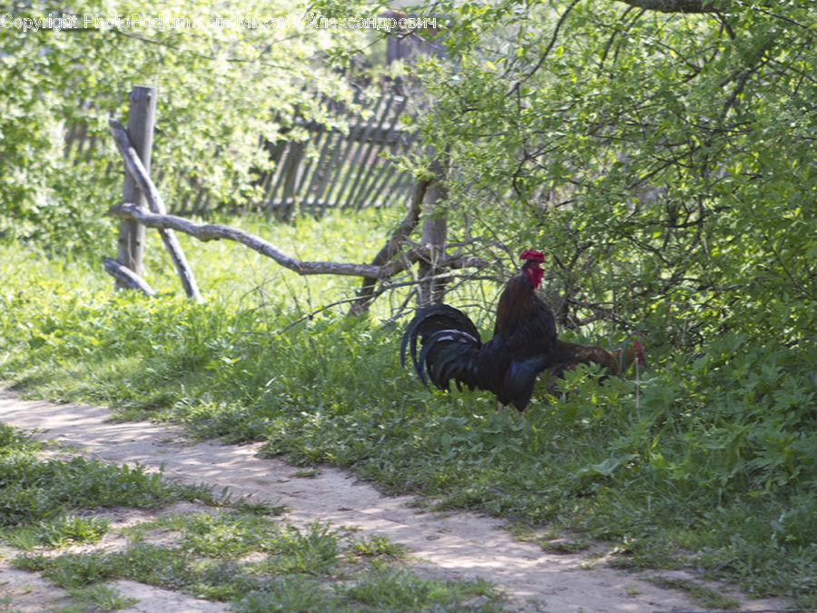 Chicken, Cock Bird, Fowl, Poultry, Rooster, Plant, Tree