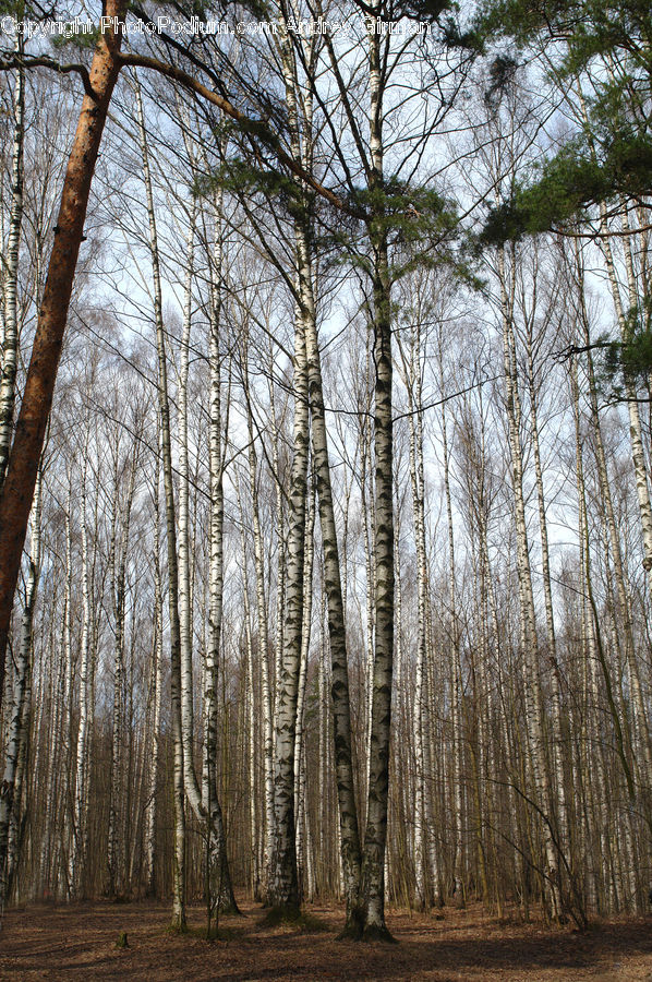 Birch, Tree, Wood, Forest, Vegetation, Grove, Land