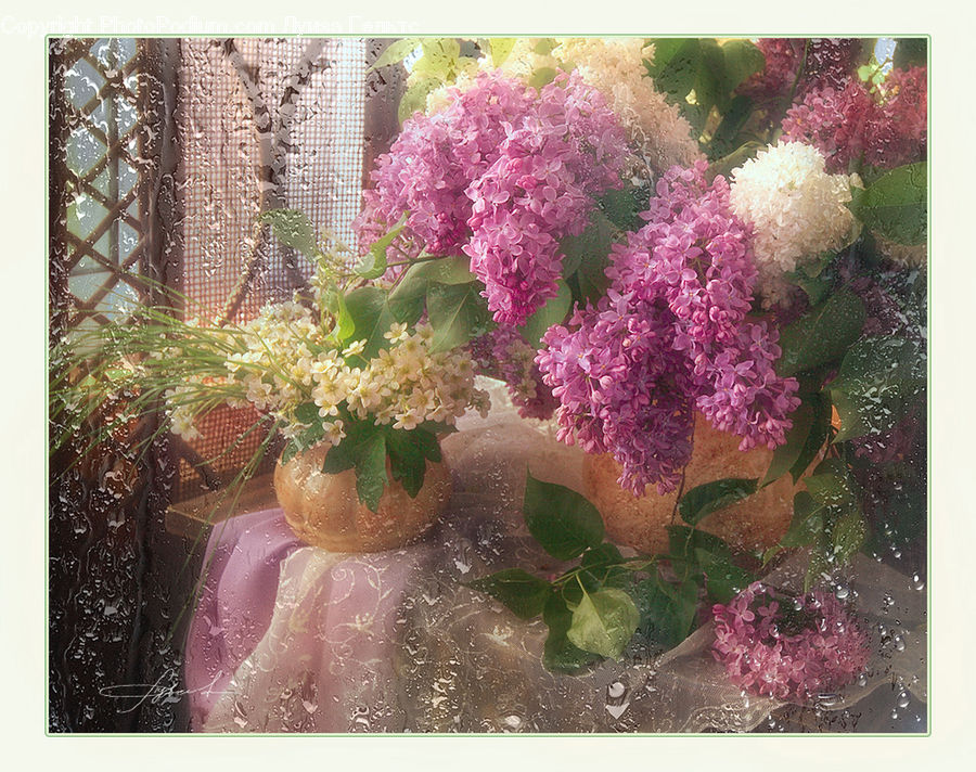 Blossom, Flower, Lilac, Plant, Potted Plant, Flower Arrangement, Flower Bouquet