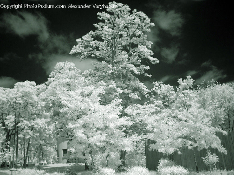 Conifer, Fir, Pine, Spruce, Wood, Blossom, Flora