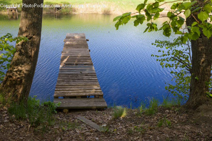 Oak, Tree, Wood, Plant, Dock, Landing, Pier