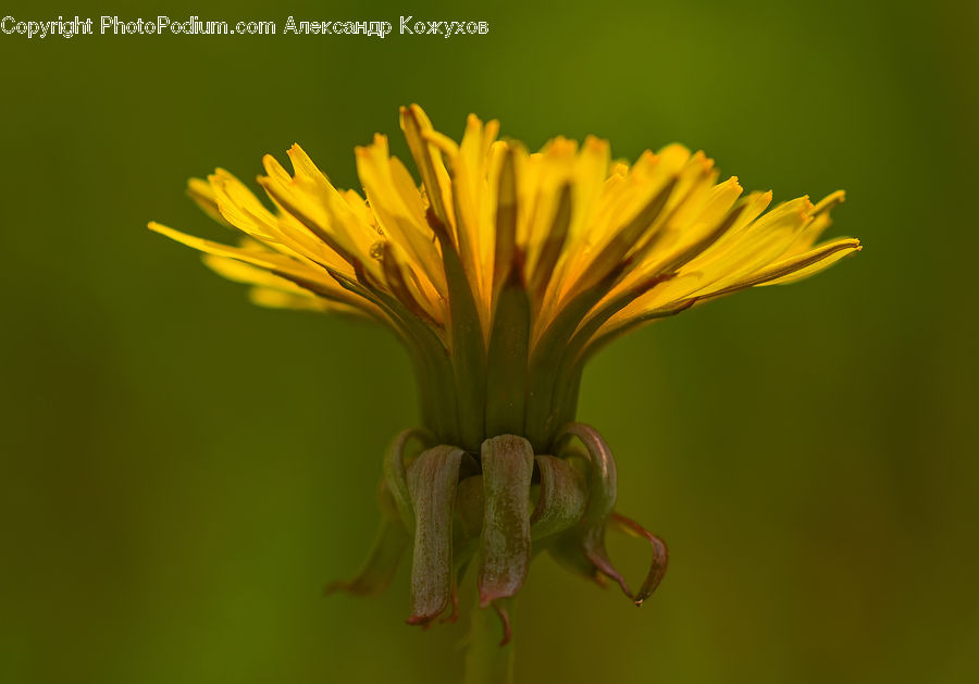 Bud, Plant, Weed, Dandelion, Flower, Daisies, Daisy