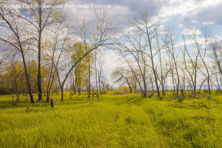 Field, Grass, Grassland, Plant, Land, Outdoors, Meadow