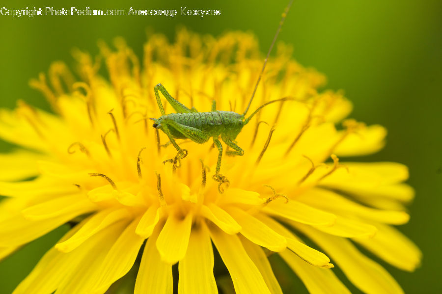 Cricket Insect, Grasshopper, Insect, Invertebrate, Dandelion, Flower, Plant