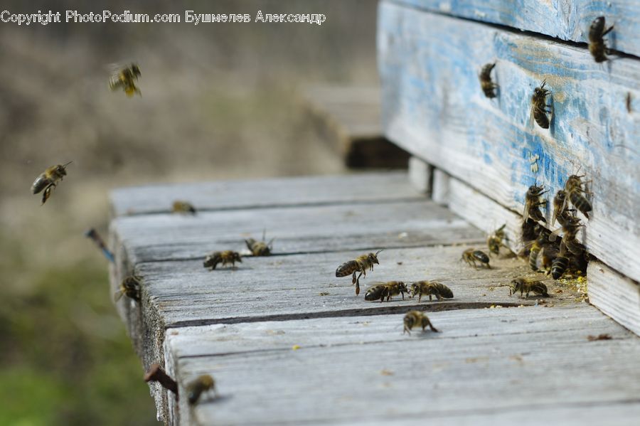 Apiary, Bee, Insect, Invertebrate, Cockroach