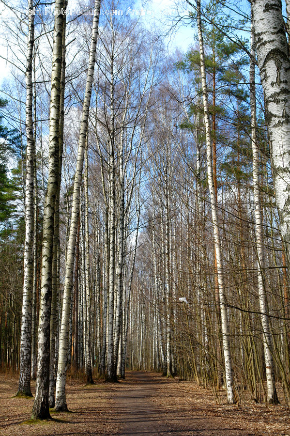 Birch, Tree, Wood, Forest, Vegetation, Grove, Land