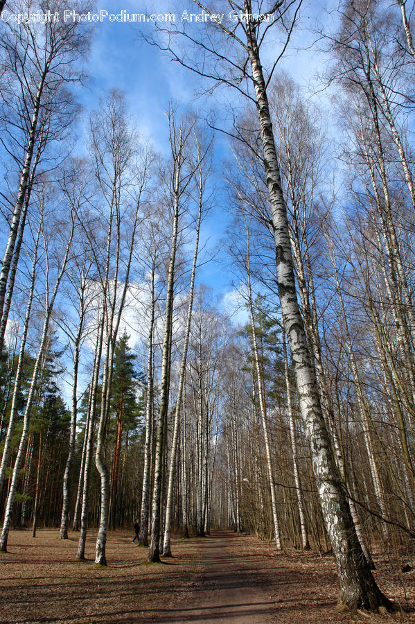 Birch, Tree, Wood, Forest, Vegetation, Fir, Grove