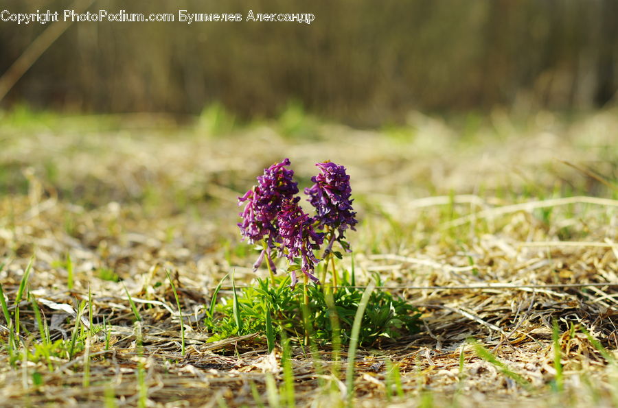 Field, Grass, Grassland, Plant, Blossom, Flower, Lilac