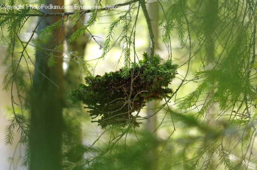 Fern, Plant, Dill, Conifer, Fir, Tree, Forest