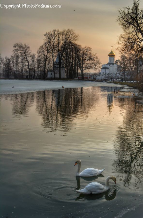Bird, Swan, Waterfowl, Plant, Tree, Architecture, Church