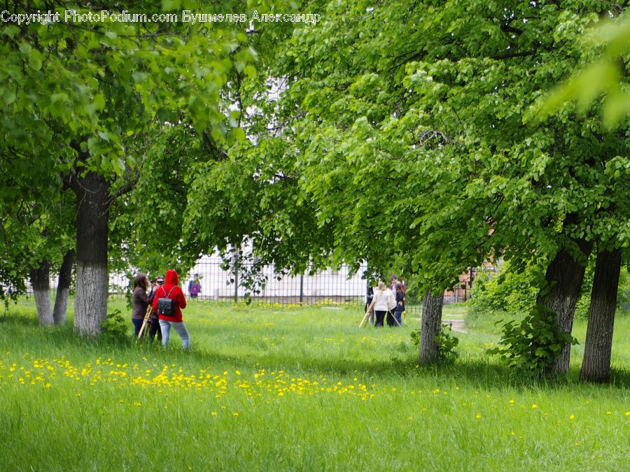 Park, Blossom, Flora, Flower, Plant, Field, Grass