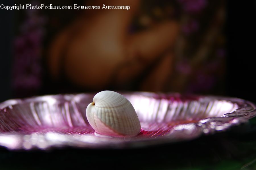 Clam, Sea Life, Seashell