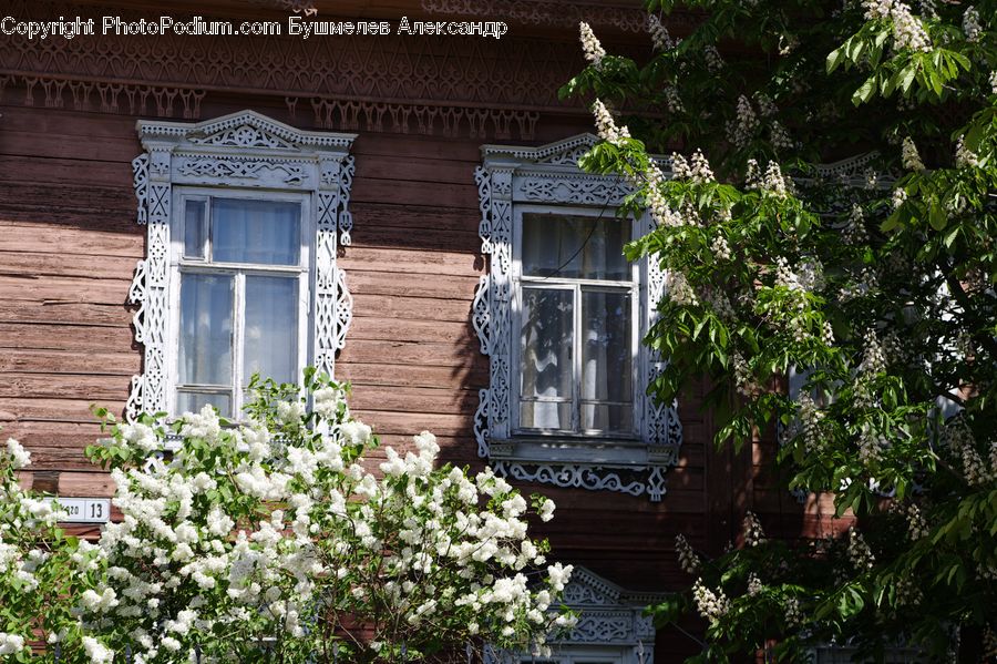 Ivy, Plant, Vine, Balcony, Potted Plant, Building, Cottage