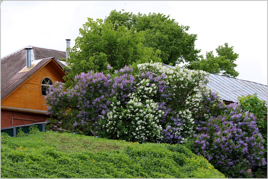 Blossom, Flower, Lilac, Plant, Building, Cottage, Housing
