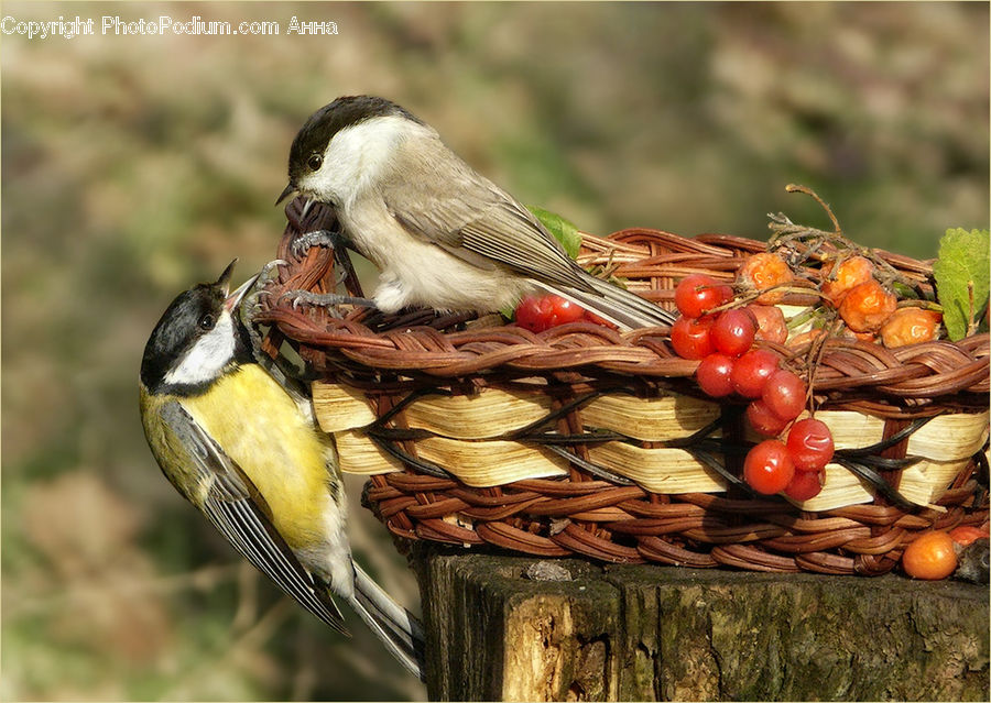 Basket, Bird, Finch, Beak