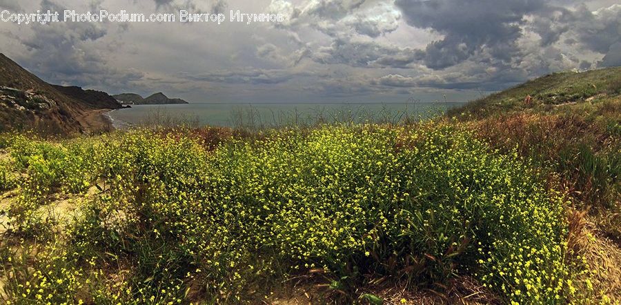 Field, Grass, Grassland, Land, Outdoors, Coast, Sea