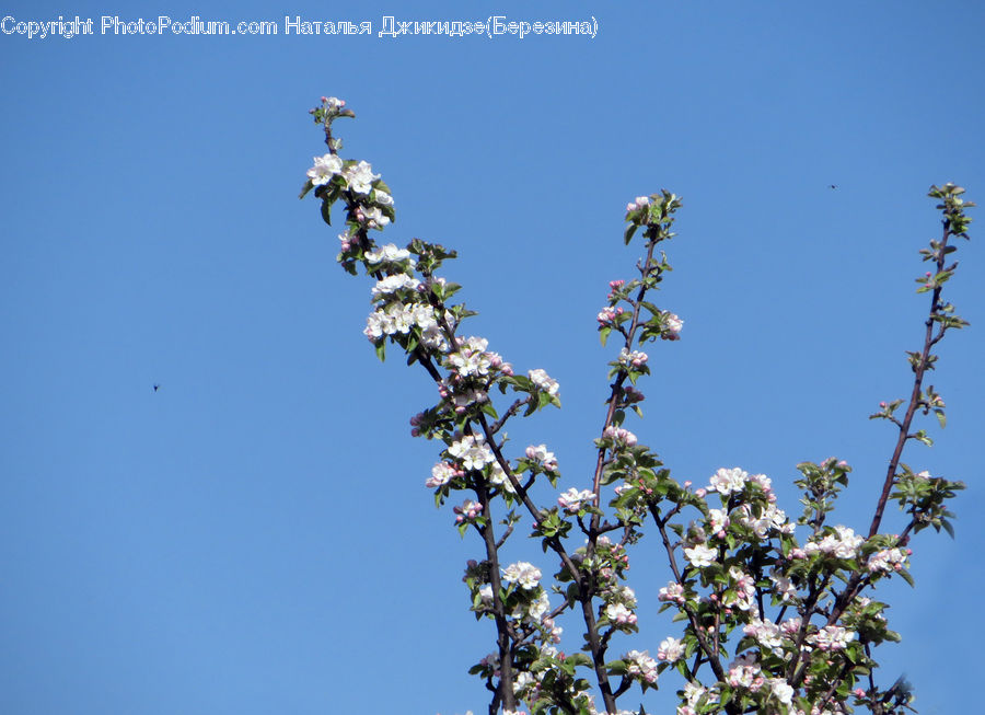 Blossom, Flora, Flower, Plant, Cherry Blossom, Lilac, Andrena