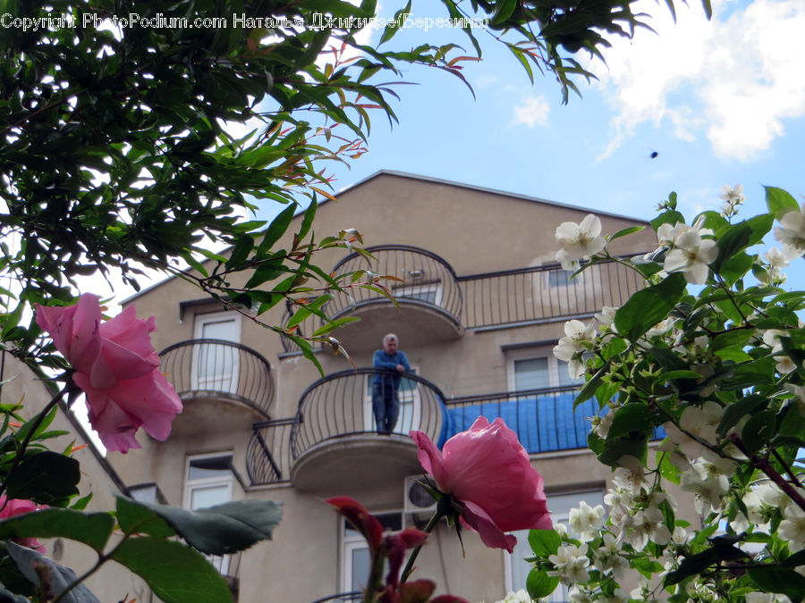 Plant, Potted Plant, Patio, Pergola, Porch, Lamp Post, Pole