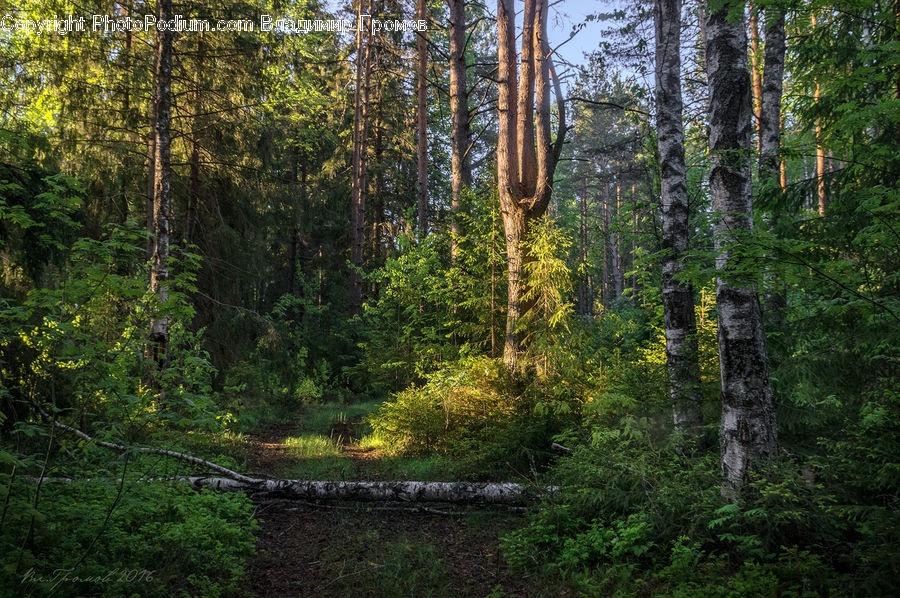 Forest, Vegetation, Jungle, Conifer, Fir, Plant, Tree