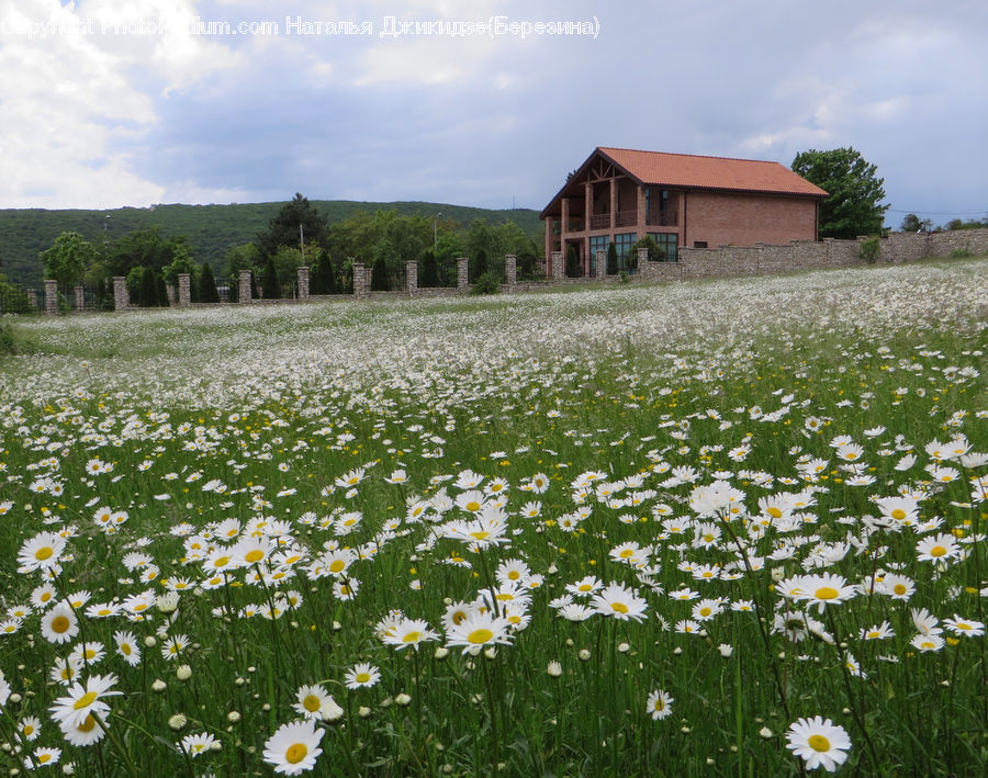 Field, Grass, Grassland, Meadow, Outdoors, Pasture, Daisies