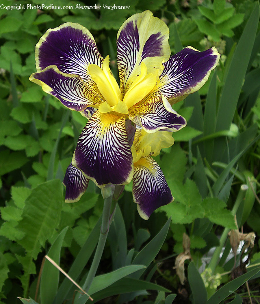 Flora, Flower, Iris, Plant, Blossom, Violet, Crocus