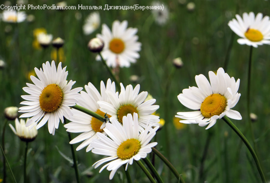 Daisies, Daisy, Flower, Plant, Blossom, Flora