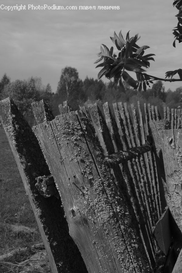 Tomb, Plant, Blossom, Flora, Flower, Tree, Arecaceae