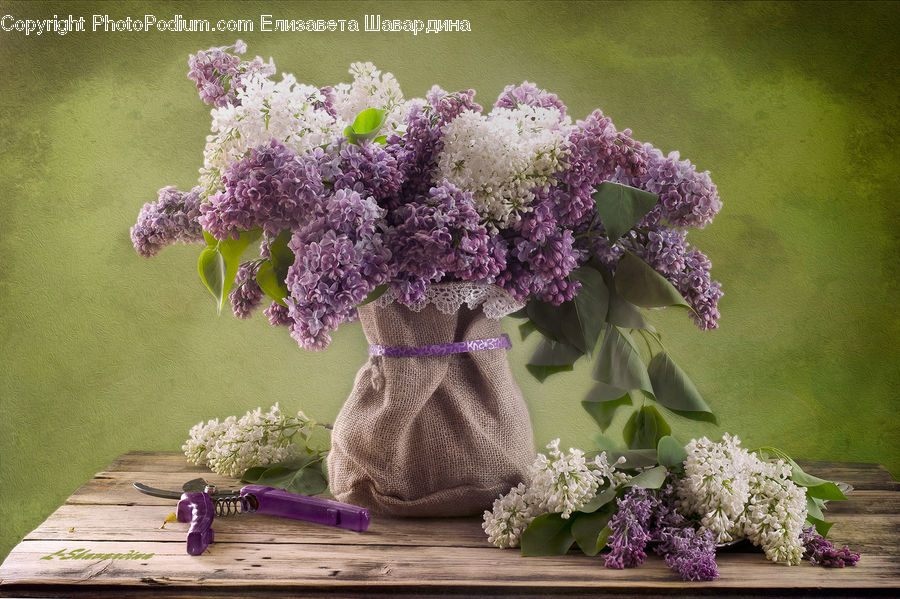 Blossom, Flower, Lilac, Plant, Potted Plant, Allium, Flora