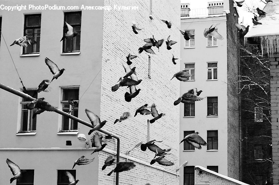 Collage, Poster, Flying, Apartment Building, Building, High Rise, Bird