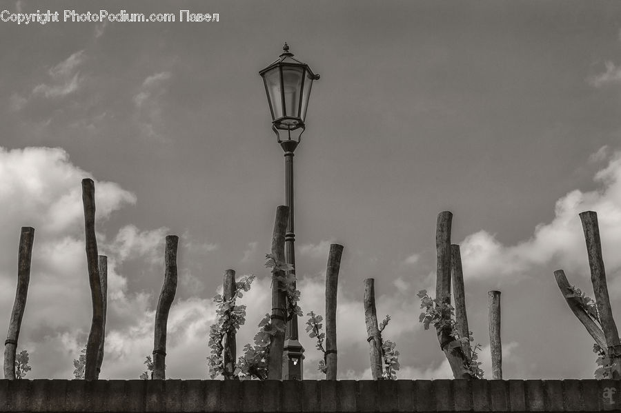 Lamp Post, Pole, Factory, Plant, Tree, Refinery, Birch
