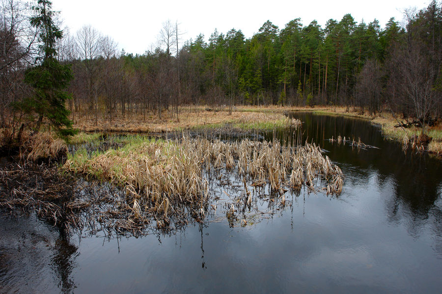 Outdoors, Pond, Water, Grass, Plant, Reed, Land