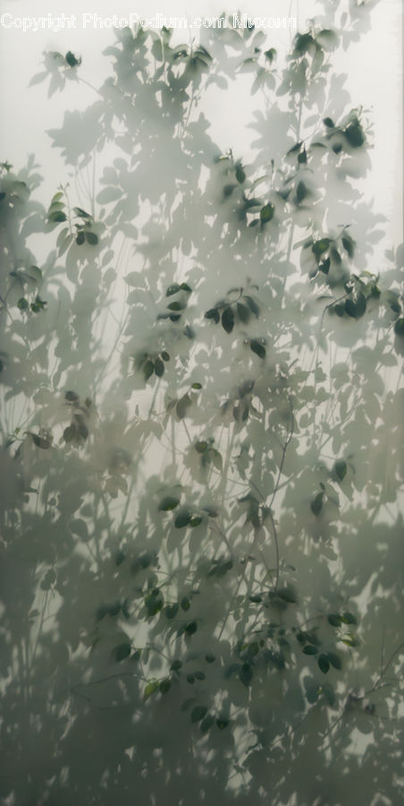 Leaf, Plant, Landscape, Nature, Scenery, Blossom, Flora