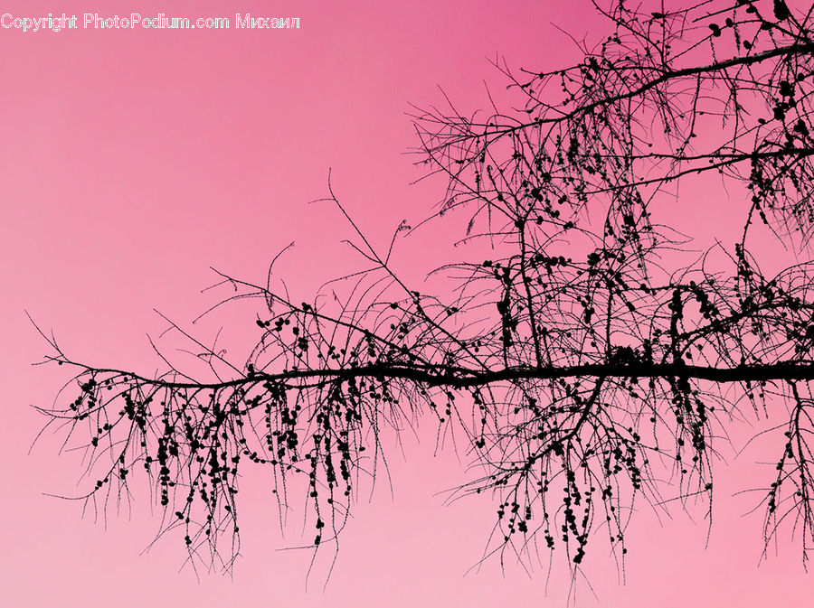 Silhouette, Plant, Tree, Field, Grass, Grassland, Blossom