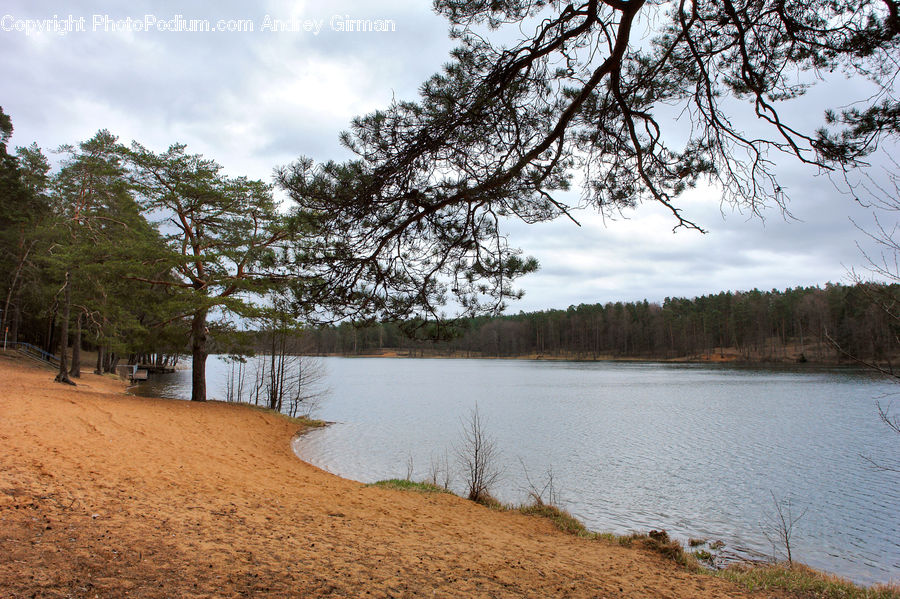 Fir, Forest, Grove, Vegetation, Lake, Outdoors, Water