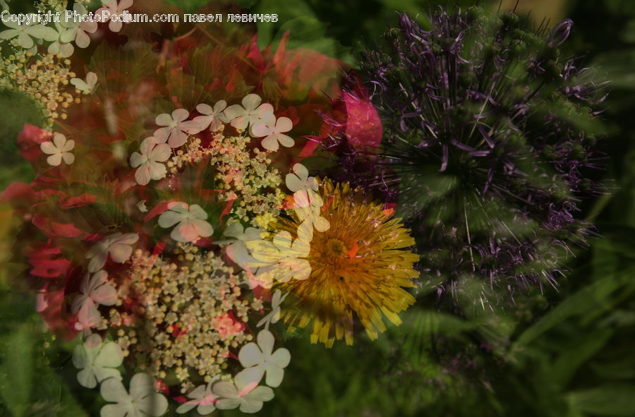 Blossom, Flora, Flower, Plant, Flower Arrangement, Flower Bouquet, Geranium