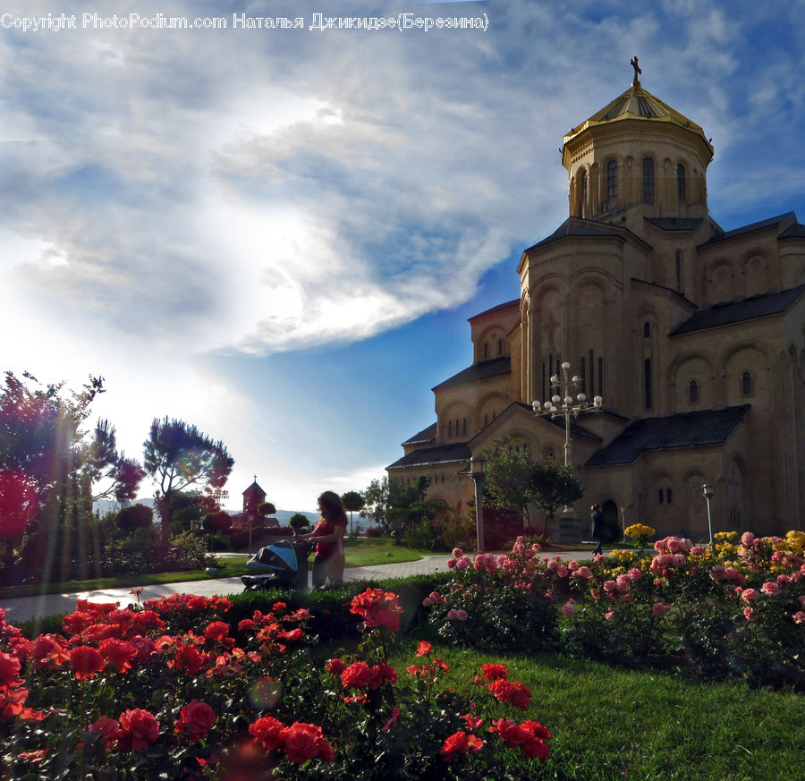 Architecture, Housing, Monastery, Blossom, Flora, Flower, Plant