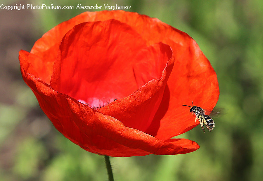 Blossom, Flora, Flower, Plant, Poppy, Bee, Bumblebee