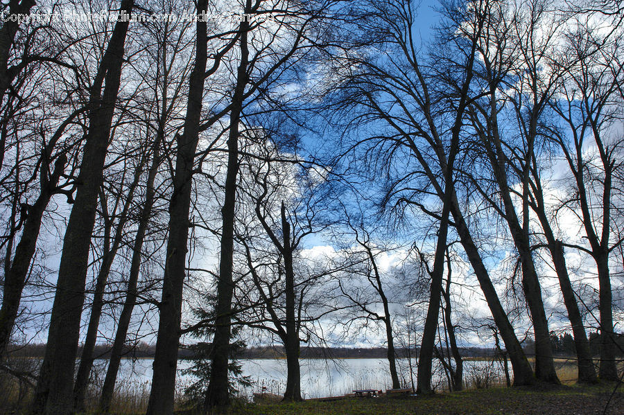 Forest, Vegetation, Birch, Tree, Wood, Plant, Landscape