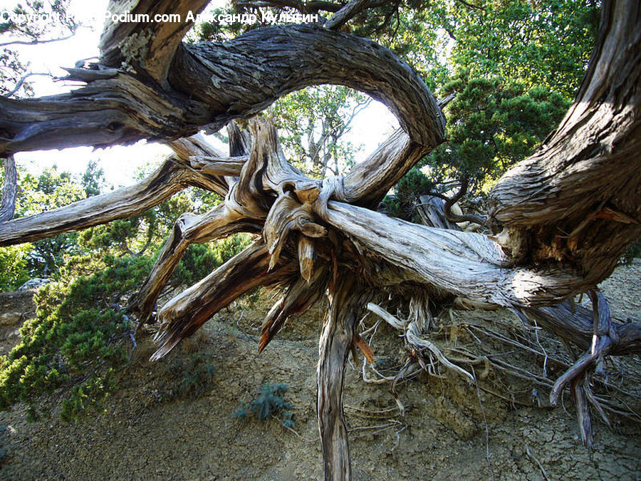 Root, Plant, Tree, Conifer, Fir, Forest, Vegetation
