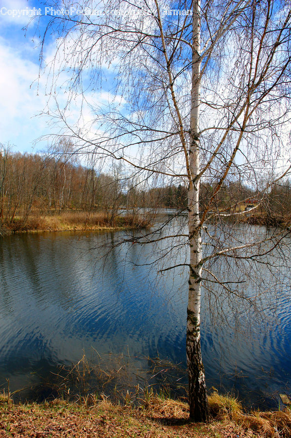 Birch, Tree, Wood, Land, Marsh, Outdoors, Swamp